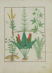 Fr. Fr. Fv VI #1 fol.125r Øverste rad: Mais, Equisetum og Labruscae flos. Nederste rad: Daisy, Jarus og merian, illustrasjon fra The Simple Book of Medicine, av Mattheaus Platearius (d.c.1161) ca. 1470