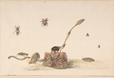 Ulike insekter av en sopp, 1681.