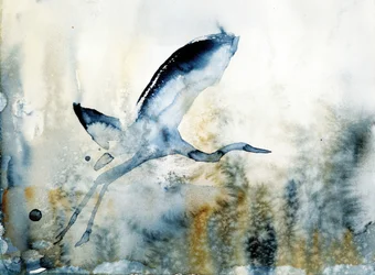 En grasiøs hegrens flytur