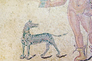 Hippolytus og Phaedra, detalj av Hippolytus-hunden, House of Dionysos, Paphos, Kypros mosaikk
