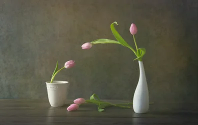 Stilleben med elegante rosa tulipaner