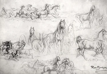 Studie av hester