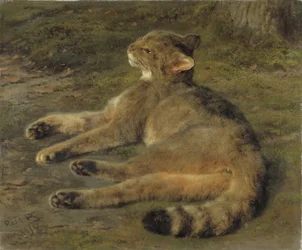 Villkatt, 1850