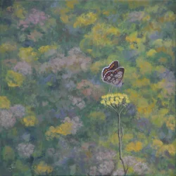 Brown Argus (etter bilde av Sara Crow)