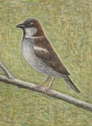 Husspurv, 2008 (olje på tre)
