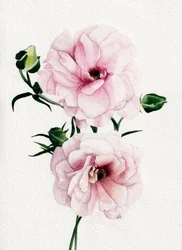 Rosa akvarellblomster