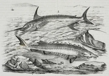 1 sverdfisk (Xiphias gladius), 2 stør (Acipenser sturio), litografi av Salvatore Puglia fra Poliorama Pittoresco, n 10, 16. oktober