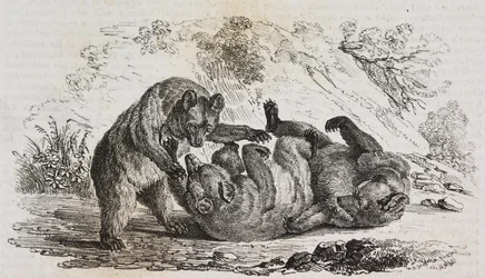 Bears of Asturias, Spania, litografi av Salvatore Puglia fra Poliorama Pittoresco, n 9, 7. oktober