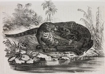 Kaiman og jaguar, litografi av Salvatore Puglia fra Poliorama Pittoresco, n 16, 25. november