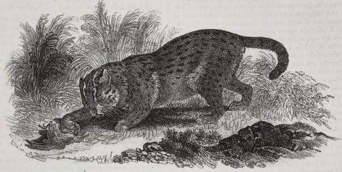 Sumatran katt, litografi av Salvatore Puglia fra Poliorama Pittoresco, n 47, 1. juli