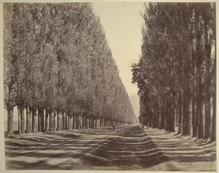 A Road Lined with Poplars, Kashmir   1352360   no       norwegian Successfully Translated  Original: At Close Quarters with the Buffalo, illustration from The Romance of Canada (colour litho) Translat: At Close Quarters with the Buffalo, illustration from 