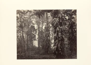 Darjeeling; Slyngplanter i skogen nedenfor Ging