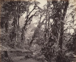 Darjeeling, Forest Scene with Creepers, med Tukvar Road