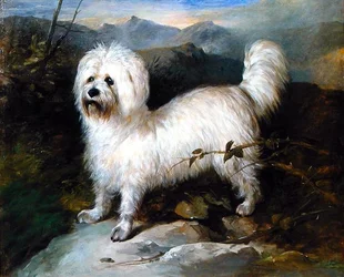 Liten hvit hund i et landskap (olje på lerret)