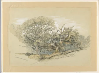 Tegning, eikeskog, Montauk, New York, 8. september 1880