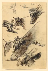 Tegning, skisser. Kveg, Irvington, september 1876