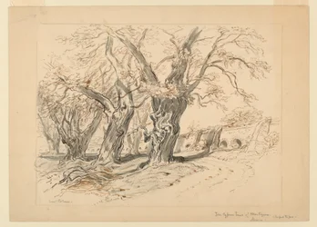 Tegning, studie for Cypress Trees of Montezuma, Park of Chapultepec, Mexico