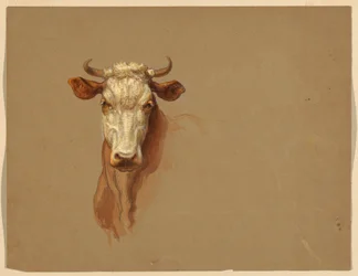 Tegning, to studier. Kveg, 1876