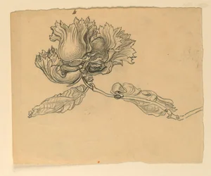 Studie for illustrasjon: Hasselnøtter