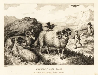En jackdaw synger på ryggen til en vær. 1811 (etsing)