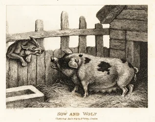 En stor purke i en grisesti som snerrer mot en ulv. 1811 (etsing)