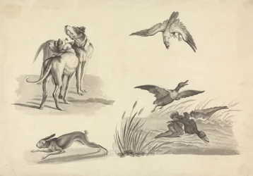 Ark med studier av hunder, hare, falk og ender