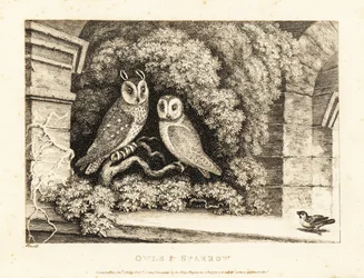 To ugler og en spurv. 1811 (etsing)