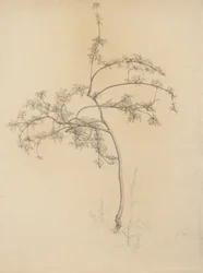 Blomstrende tre, 1884 (grafitt på brunfarget papir)