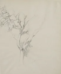 Trestudie, 1884 (grafitt på grått vevd papir)