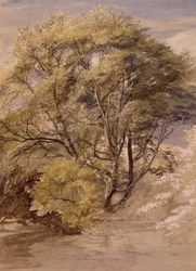 Study of a Willow Tree, ca. 1850 (akvarell på papir)