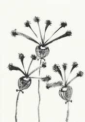 Minimalistisk botanisk tegning