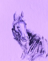 Portrett av lilla hest