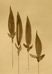 Sepiaakvarellplanter