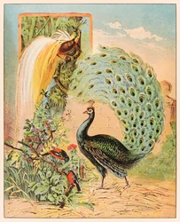 En påfugl blant andre eksotiske fugler i volieren til Barnum & Bailey Circus, fra P. T. Barnums menasjeri, utgitt i 1888, illustrasjon av Sarah J. Burke.