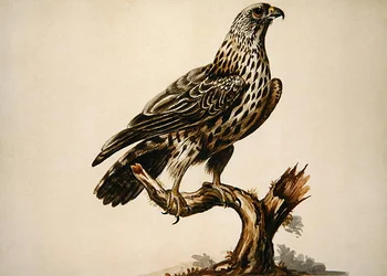 A Buzzard (akvarell på papir)