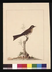 Side 14. Guløret fluesnapper. Nå kjent som en honningeater med gul ansikt, ca. 1789-90 (akvarell)