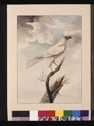 Side 23. White Hawke. Nå kjent som en grå hønsehauk, ca. 1789-90 (akvarell)