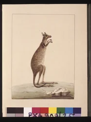 Side 25. En kenguru. Nå kjent som en kenguru. Ser ut til å være en Sarah Stone-kopi av en Charles Catton Junr. tallerken, ca. 1789-90 (akvarell)