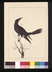 Side 30. Hvit, ventilert kråke. Nå kjent som en Pied Currawong, ca. 1789-90 (akvarell)