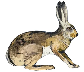 Hare, 2024 (monotrykk)