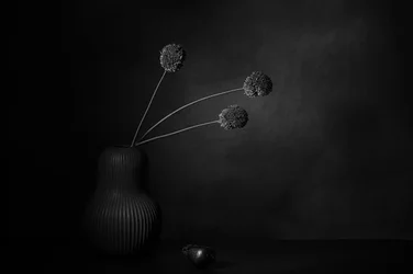 Mørk blomsterstillhet