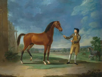 En arabisk hingst holdt av en brudgom