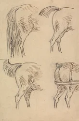 Fire skisser av Hind Quarters of Horse