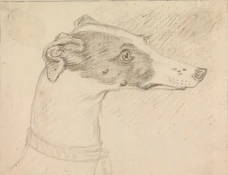 Hodeportrett av Grayhound