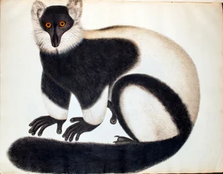 Svart-hvit varilem, fra «Dyr i Reeves-samlingen», tegninger fra Kina, ca. 1829-31