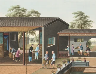 Teproduksjon, ca. 1820 (kroppsfarge og gullmaling på silke lagt ned på papir)