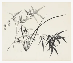 Ti Bamboo Series