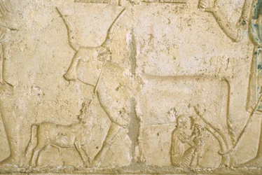Det gamle Egypt, veggskjæring, Petosiris-graven, Tuna el Gebel, 300 f.Kr., melkeku (bilde)