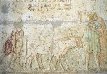 Det gamle Egypt, Veggskulpturer/-maling, Petosiris#39; grav, Tuna el Gebel, 300 f.Kr., Pløying og såing av avlinger (foto)