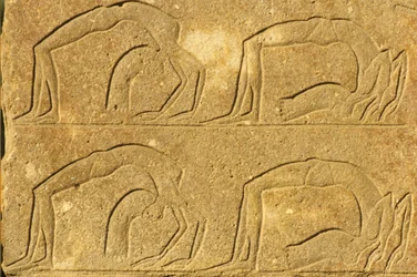Det gamle Egypt, veggmaling/utskjæring, kvinnelige akrobater opptrer, Karnak-tempelet, Luxor (bilde)